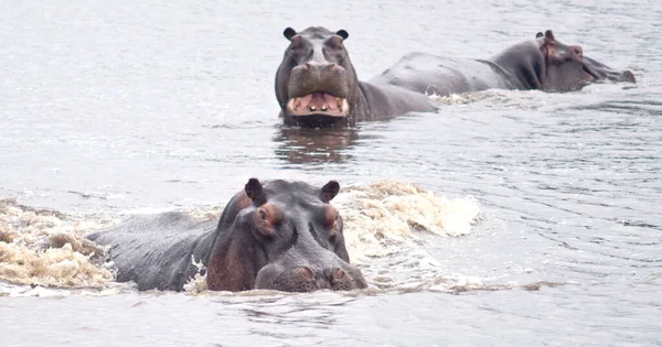 Hippopotames Colère Afrique — Photo