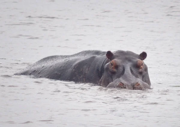 Hipopótamo Zangado África — Fotografia de Stock