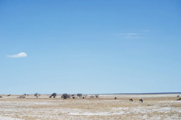 Etosha Park Namibia — Stockfoto