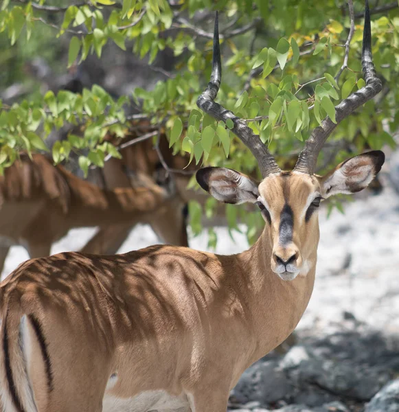 Antilopok Impala Afrikában — Stock Fotó