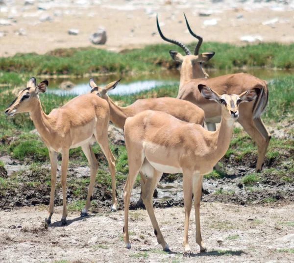 Antylopy Impala Afryce — Zdjęcie stockowe