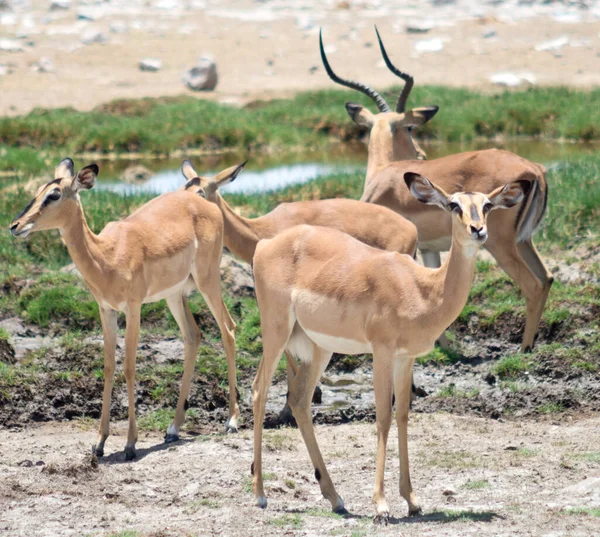 Αντιλόπες Impala Στην Αφρική — Φωτογραφία Αρχείου