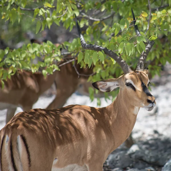 Antilopi Impala Africa — Foto Stock