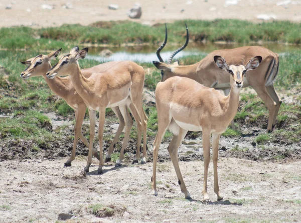 Antilopi Impala Africa — Foto Stock