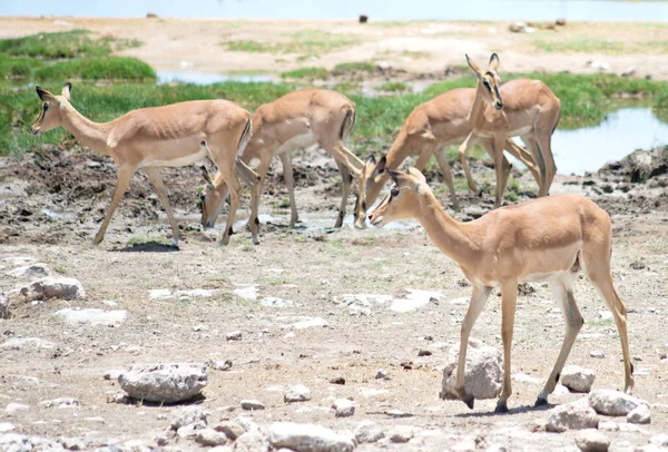 Antilopi Impala Africa — Foto Stock