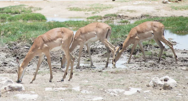 Antílopes Parque Nacional África — Foto de Stock