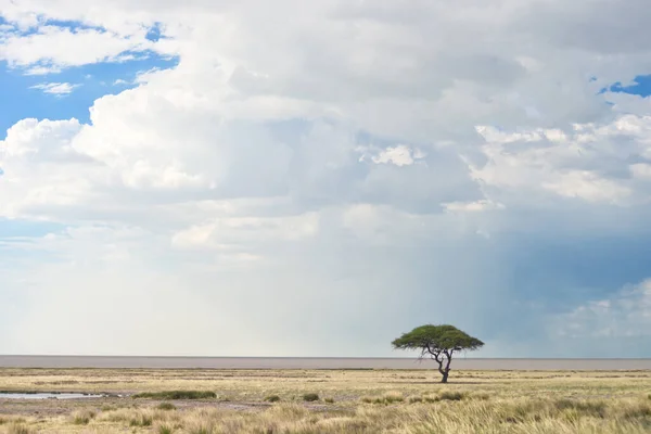 アカシアとアフリカの風景 — ストック写真