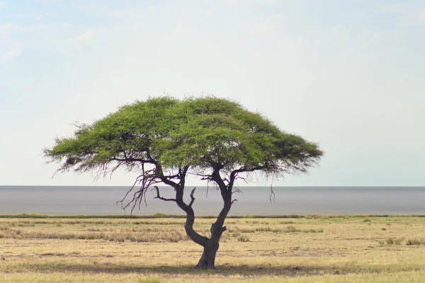 Paysage Africain Avec Acacia — Photo