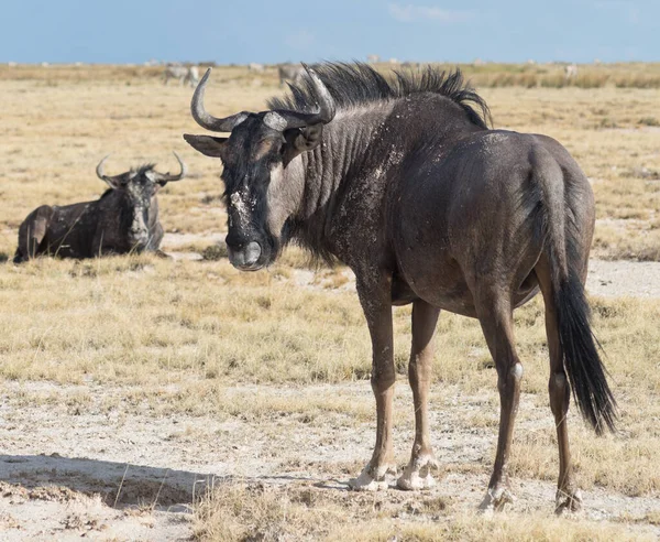 Antylopa Gnu Afryce — Zdjęcie stockowe