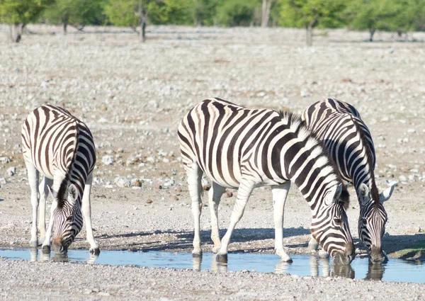 Zebror Vid Vattenhål Afrika — Stockfoto