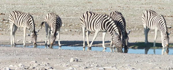 Зебры Намибии — стоковое фото