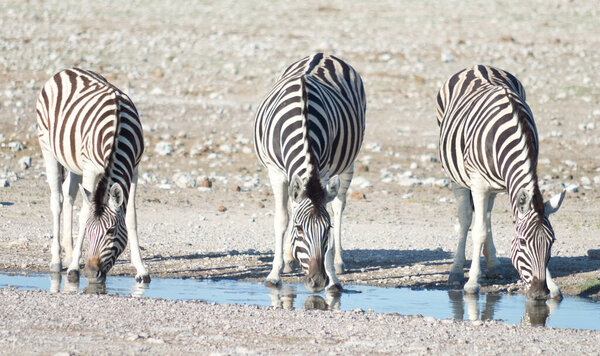Zebras at watering hole in Africa