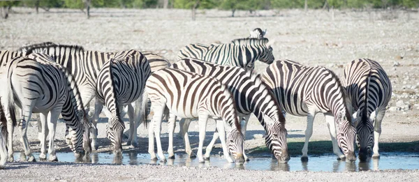 Zebre All Atto Abbeveratoio Africa — Foto Stock