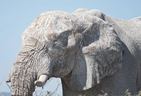 Παλιός Ελέφαντας Στην Αφρική — Φωτογραφία Αρχείου