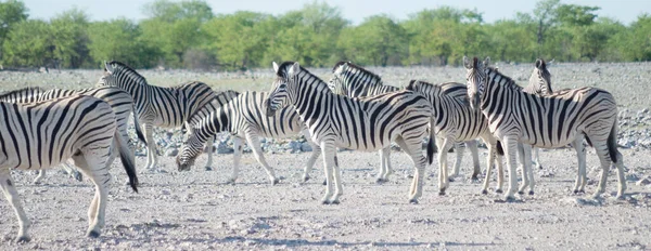 Zebras Limpopo África — Fotografia de Stock