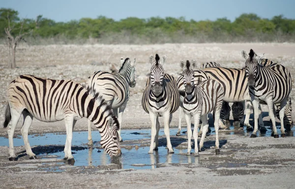 Cebras Abrevadero África —  Fotos de Stock