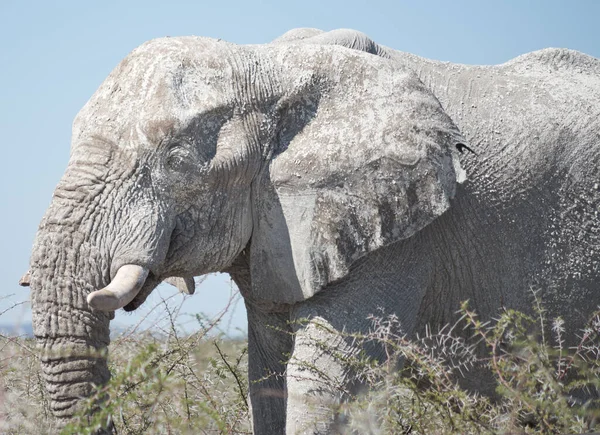 Vecchio Elefante Africa — Foto Stock