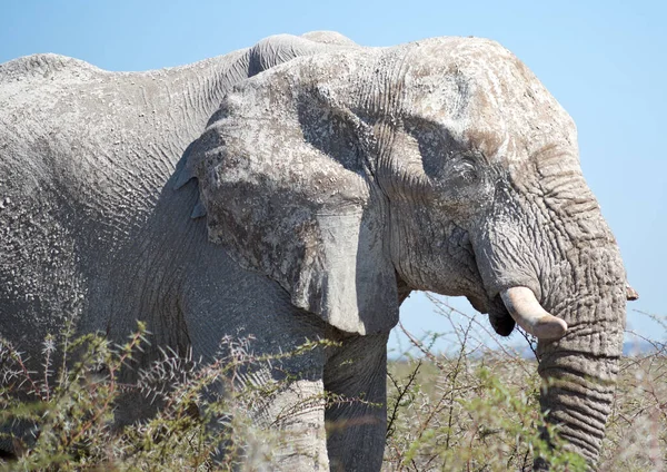 Alter Elefant Afrika — Stockfoto