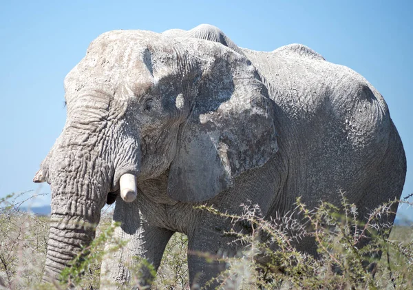 Öreg Elefánt Afrikában — Stock Fotó