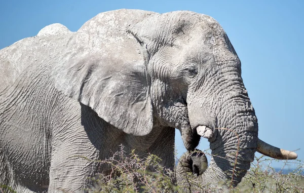 Gammal Elefant Afrika — Stockfoto