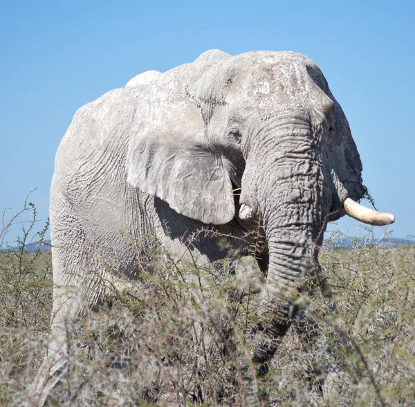 Παλιός Ελέφαντας Στην Αφρική — Φωτογραφία Αρχείου