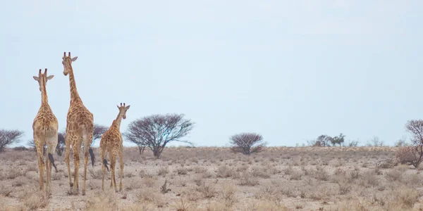 Καμηλοπαρδάλεις Εθνικό Πάρκο Αφρική — Φωτογραφία Αρχείου