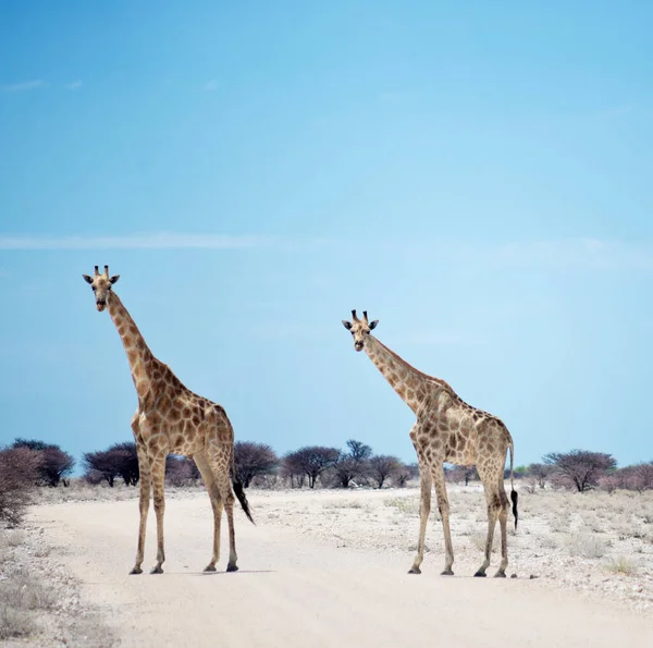 Afrika Iki Zürafa — Stok fotoğraf