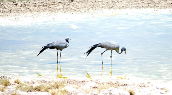 Dos Pájaros Parque Etosha — Foto de Stock