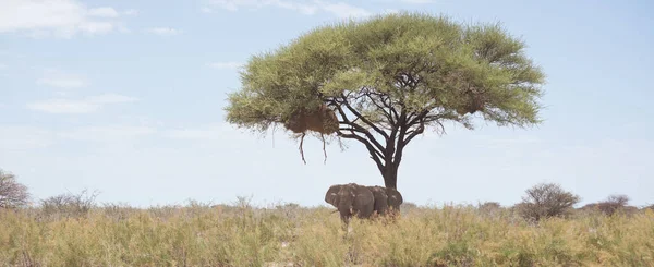 Два Слони Під Акацією — стокове фото