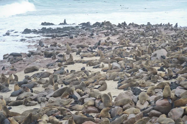 Zeehonden Bij Cape Cross Namibië — Stockfoto