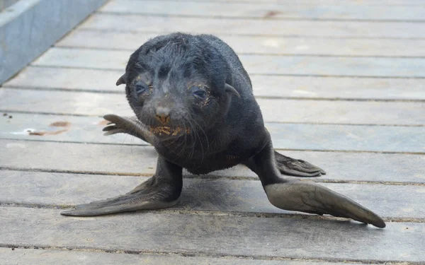 Baby Seal Cape Cross Namibia — Stock Photo, Image