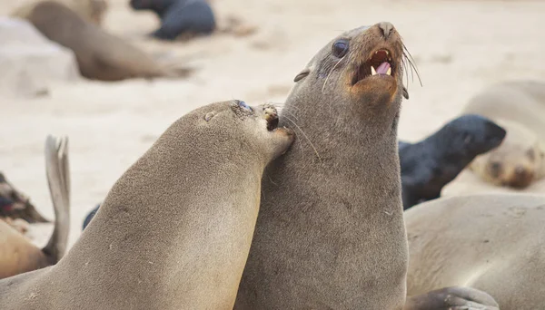 Sigilli Cape Cross Namibia — Foto Stock