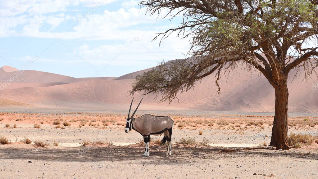 oryx in Namibia, Africa