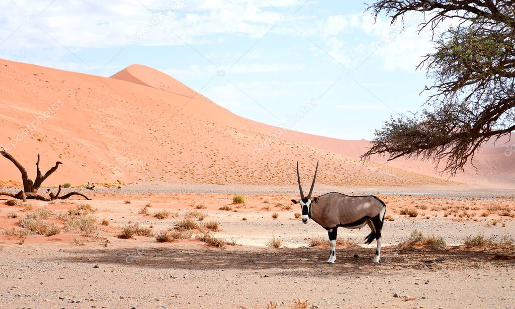 oryx against sand dune and blue sky
