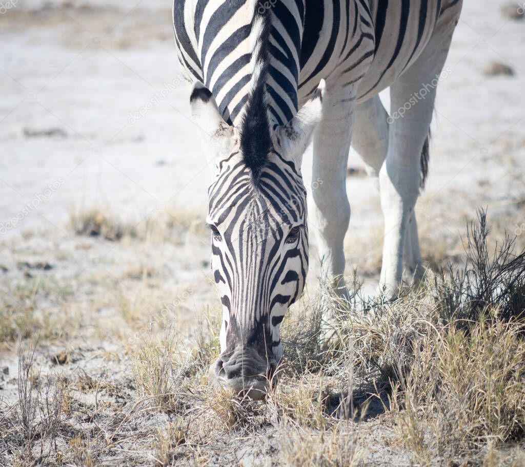 close up of zebra in Africa