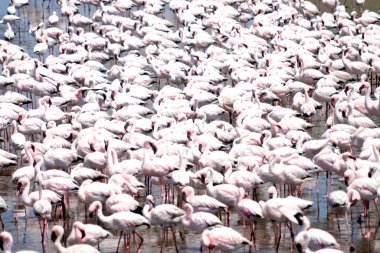 Namibya 'daki Walvis yakınlarında flamingo kolonisi