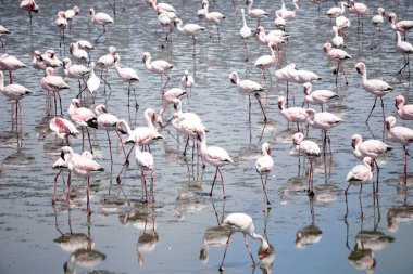 Namibya 'daki Walvis yakınlarında flamingo kolonisi