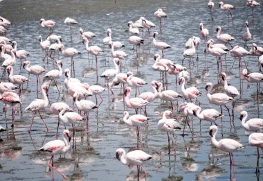 Namibya 'daki Walvis yakınlarında flamingo kolonisi
