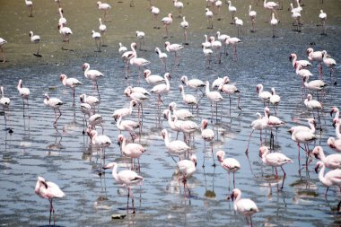 Namibya 'daki Walvis yakınlarında flamingo kolonisi