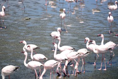 Namibya 'daki Walvis yakınlarında flamingo kolonisi