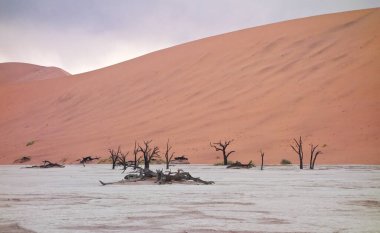 Deadvlei, Sossusvlei 'deki kırmızı kumullara karşı kuru ağaçlar. Namib-Naukluft Ulusal Parkı, Namibya, Afrika