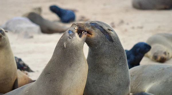 Tuleni Cape Cross Namibie — Stock fotografie