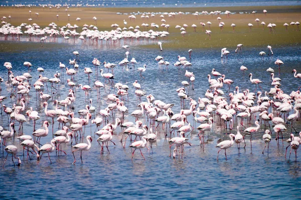 Colony Flamingoes Walvis Namibia — Stock Photo, Image