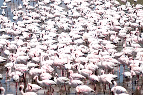 Колония Фламинго Возле Уолвиса Намибии — стоковое фото