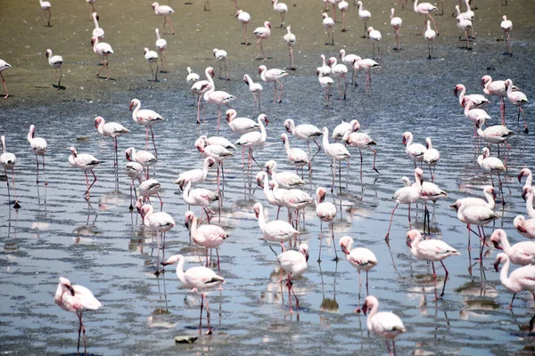 Koloni Flamingos Nära Walvis Namibia — Stockfoto