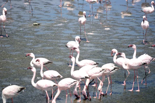 Colony Flamingoes Walvis Namibia — Stock Photo, Image