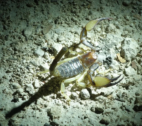 Imagem Escorpião Zangado — Fotografia de Stock