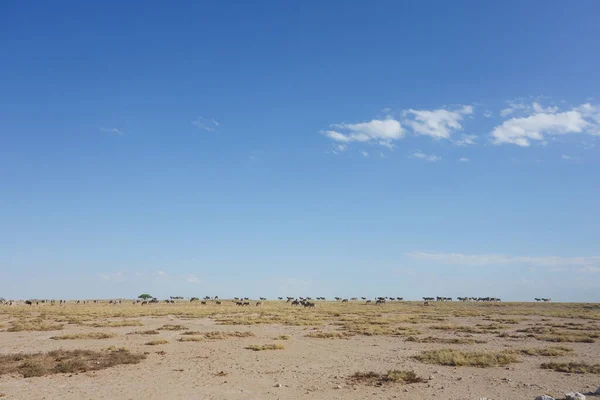 Etosha Τοπίο Στη Ναμίμπια Αφρική — Φωτογραφία Αρχείου