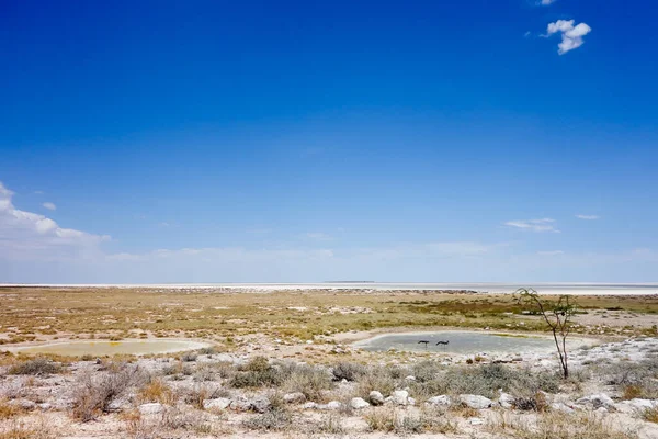 Paysage Africain Namibie Afrique — Photo