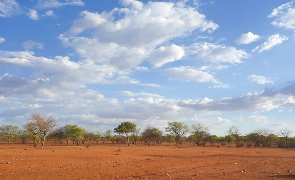 ナミビア アフリカのカラハリの風景 — ストック写真